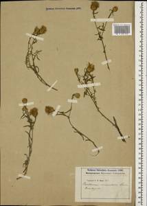 Centaurea stoebe subsp. stoebe, Кавказ (без точных местонахождений) (K0)
