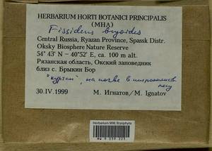 Fissidens bryoides Hedw., Гербарий мохообразных, Мхи - Центральное Нечерноземье (B6) (Россия)