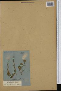 Мелколепестник одноцветковый L., Западная Европа (EUR) (Швейцария)