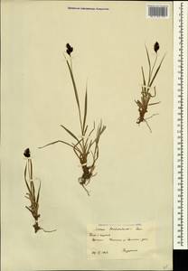 Carex aterrima subsp. medwedewii (Leskov) T.V.Egorova, Кавказ, Южная Осетия (K4b) (Южная Осетия)