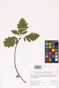 Hedlundia hybrida (L.) Sennikov & Kurtto, Восточная Европа, Центральный лесной район (E5) (Россия)