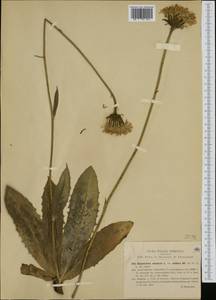 Trommsdorffia maculata subsp. maculata, Западная Европа (EUR) (Италия)