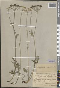 Сныть альпийская Ledeb., Сибирь, Якутия (S5) (Россия)
