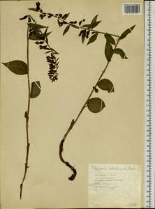 Дремлик широколистный, Дремлик чемерицевый (L.) Crantz, Сибирь, Прибайкалье и Забайкалье (S4) (Россия)