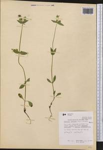 Halenia deflexa (Sm.) Griseb., Америка (AMER) (Канада)