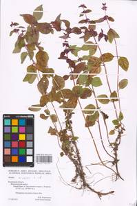 MHA 0 158 051, Мята полевая L., Восточная Европа, Центральный район (E4) (Россия)