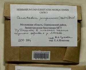 Ceratodon purpureus (Hedw.) Brid., Гербарий мохообразных, Мхи - Москва и Московская область (B6a) (Россия)
