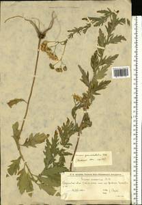 Jacobaea erucifolia subsp. grandidentata (Ledeb.) V.V.Fateryga & Fateryga, Восточная Европа, Нижневолжский район (E9) (Россия)