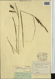 Carex flacca subsp. erythrostachys (Hoppe) Holub, Западная Европа (EUR) (Неизвестно)