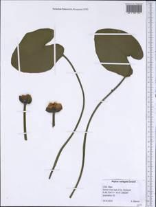 Nuphar variegata Engelm. ex Durand, Америка (AMER) (США)