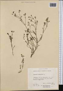 Cynanchica pyrenaica subsp. cynanchica (L.) P.Caputo & Del Guacchio, Западная Европа (EUR) (Черногория)