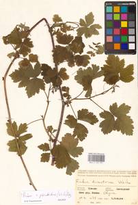 Ежевика бороздчатая Vest, Восточная Европа, Средневолжский район (E8) (Россия)