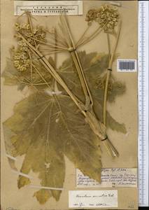 Борщевик рассеченный Ledeb., Средняя Азия и Казахстан, Западный Тянь-Шань и Каратау (M3) (Казахстан)