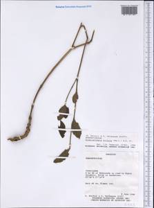Alternanthera hirtula (Mart.) R. E. Fries, Америка (AMER) (Парагвай)