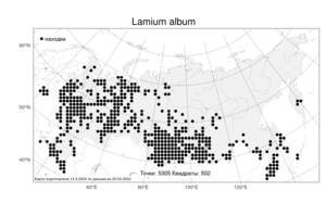 Lamium album, Яснотка белая, Глухая крапива L., Атлас флоры России (FLORUS) (Россия)