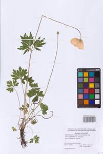 Ветреница лесная L., Восточная Европа, Восточный район (E10) (Россия)