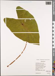 Colocasia, Зарубежная Азия (ASIA) (Вьетнам)