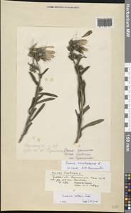 Оносма простейшая L., Восточная Европа, Центральный район (E4) (Россия)