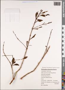 Helixanthera ligustrina (Wall.) Danser, Зарубежная Азия (ASIA) (Вьетнам)