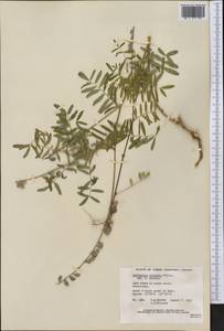 Astragalus eucosmus B.L. Robins., Америка (AMER) (Канада)
