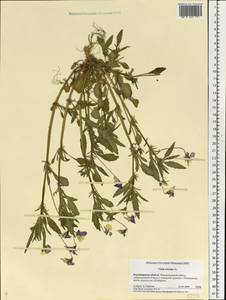 Фиалка трехцветная, Анютины глазки L., Восточная Европа, Центральный район (E4) (Россия)