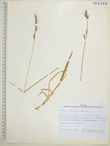 Helictochloa dahurica (Kom.) Romero Zarco, Сибирь, Дальний Восток (S6) (Россия)