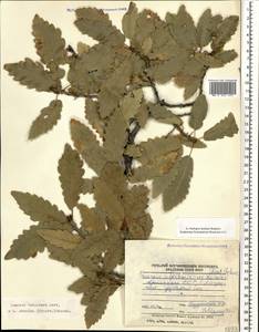 Quercus infectoria subsp. veneris (A.Kern.) Meikle, Кавказ, Армения (K5) (Армения)