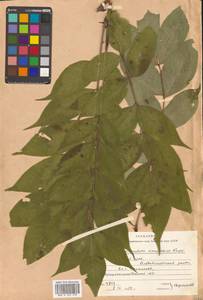 Бархат амурский Rupr., Сибирь, Дальний Восток (S6) (Россия)