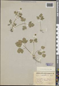 Адокса мускусная L., Восточная Европа, Северо-Западный район (E2) (Россия)