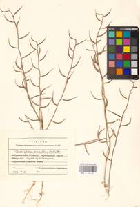 Хориспора нежная, Хориспора тоненькая (Pall.) DC., Восточная Европа, Нижневолжский район (E9) (Россия)