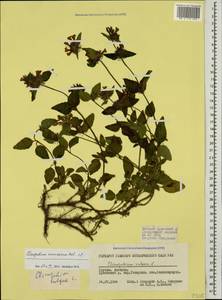 Пахучка обыкновенная L., Кавказ, Грузия (K4) (Грузия)