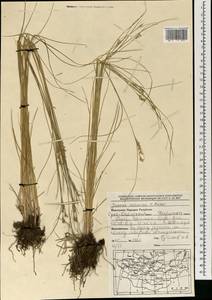 Ситник орхонский Novikov, Монголия (MONG) (Монголия)