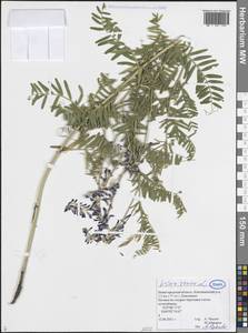 Горошек мышиный L., Восточная Европа, Волжско-Камский район (E7) (Россия)