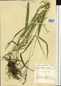 Lolium giganteum (L.) Darbysh., Сибирь, Западная Сибирь (S1) (Россия)