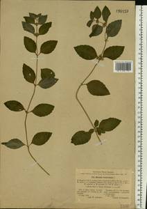Mentha × verticillata L., Восточная Европа, Северо-Западный район (E2) (Россия)