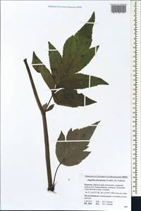 Дудник низбегающий, Дягиль низбегающий (Ledeb.) B.Fedtsch., Сибирь, Прибайкалье и Забайкалье (S4) (Россия)