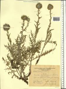 Echinops ritro var. ruthenicus (M.Bieb.) Schrad., Восточная Европа, Южно-Украинский район (E12) (Украина)