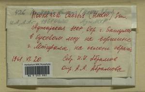 Hookeria lucens (Hedw.) Sm., Гербарий мохообразных, Мхи - Закавказье (B13) (Грузия)