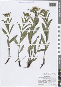 Pentanema hirtum (L.) D. Gut. Larr., Santos-Vicente, Anderb., E. Rico & M. M. Mart. Ort., Восточная Европа, Средневолжский район (E8) (Россия)