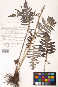 Klasea radiata subsp. radiata, Восточная Европа, Нижневолжский район (E9) (Россия)