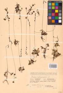 Росянка круглолистная L., Восточная Европа, Западный район (E3) (Россия)