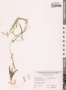 Рдест сплюснутый L., Сибирь, Чукотка и Камчатка (S7) (Россия)