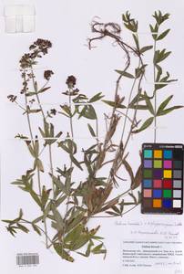 Galium boreale × physocarpum, Восточная Европа, Московская область и Москва (E4a) (Россия)