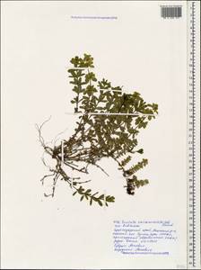 Круциата гладконогая Opiz, Кавказ, Краснодарский край и Адыгея (K1a) (Россия)