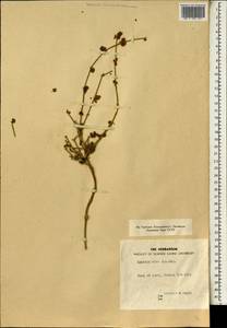 Ephedra alata Decne., Африка (AFR) (Египет)