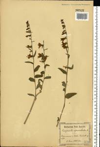 Колокольчик рапунцелевидный L., Восточная Европа, Северо-Украинский район (E11) (Украина)