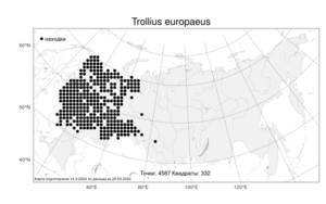 Trollius europaeus, Купальница европейская L., Атлас флоры России (FLORUS) (Россия)