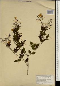 Jasminum humile L., Зарубежная Азия (ASIA) (Индия)