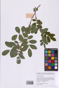 Шиповник майский Herrm., Восточная Европа, Московская область и Москва (E4a) (Россия)