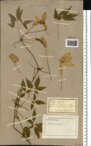 Княжик сибирский (L.) Mill., Восточная Европа, Восточный район (E10) (Россия)